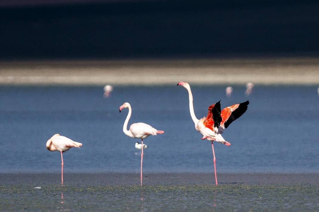 Flamingoların Konya'daki yaşam alanında tehlike çanları! 7