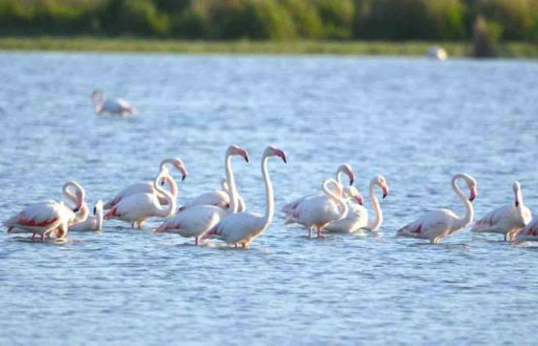 Konya'nın doğa harikası flamingoları ağırlıyor 2