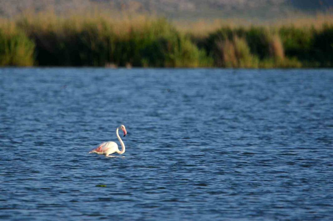 Konya'nın doğa harikası flamingoları ağırlıyor 4