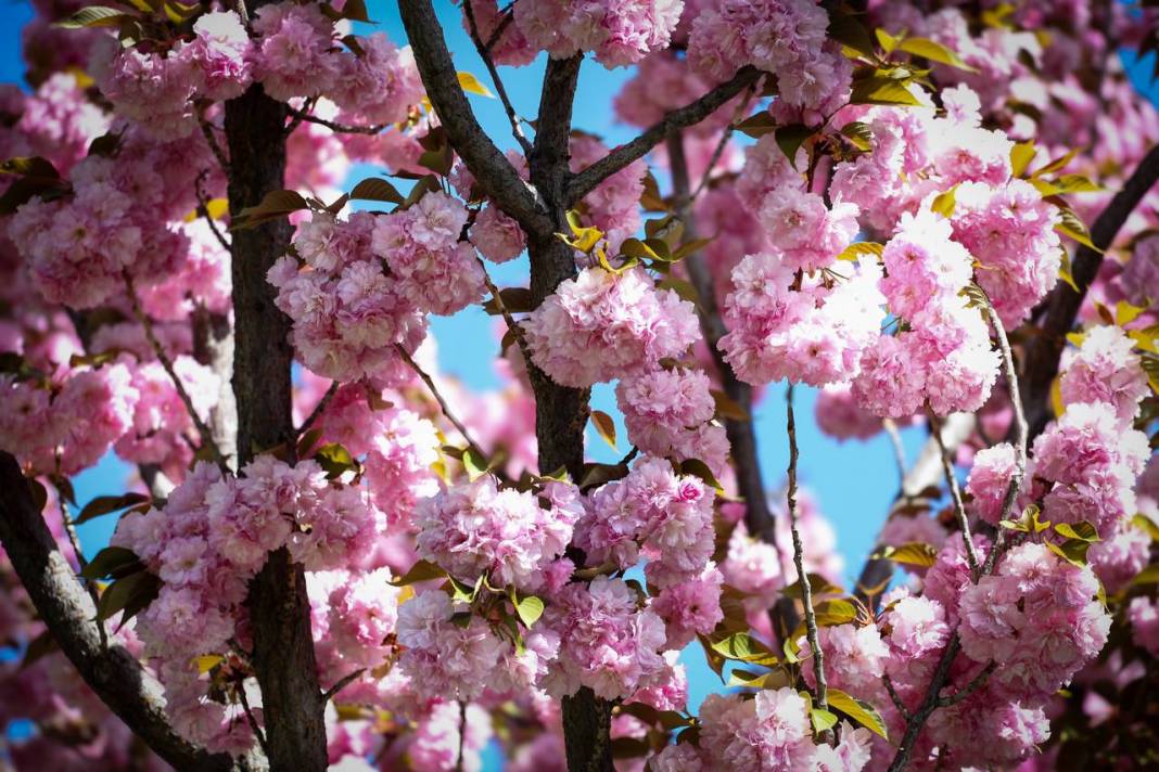 Konya’da sakura ağaçları görenleri hayran bırakıyor 3