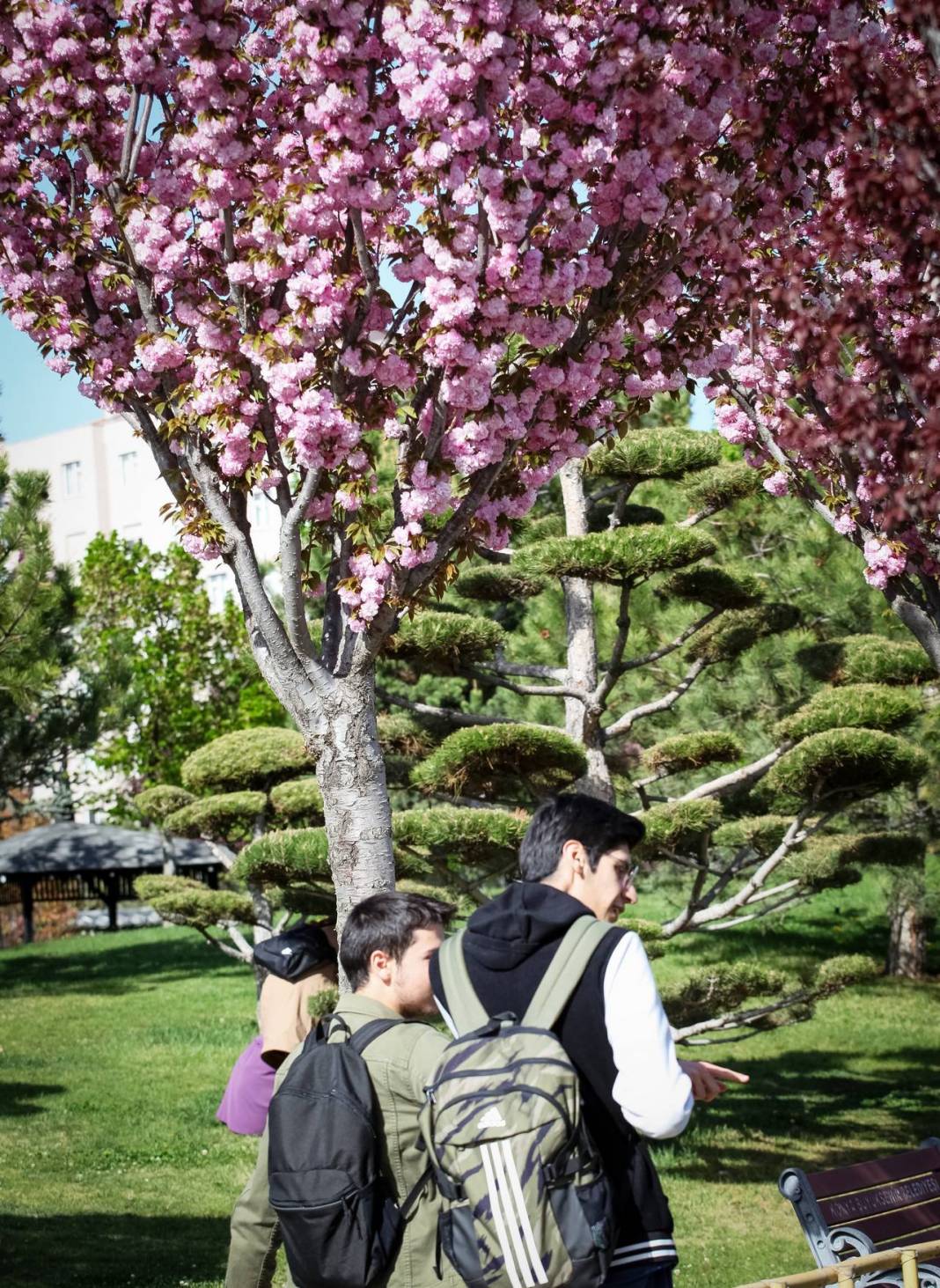 Konya’da sakura ağaçları görenleri hayran bırakıyor 4