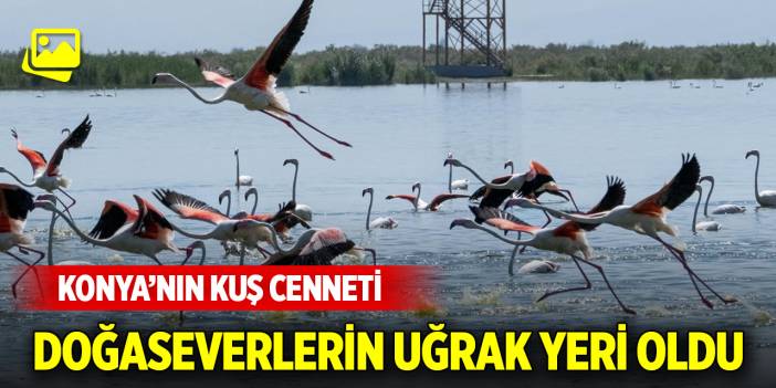 Konya’nın Kuş Cenneti doğaseverlerin uğrak yeri oldu