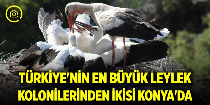 Türkiye'nin en büyük leylek kolonilerinden ikisi Konya'da