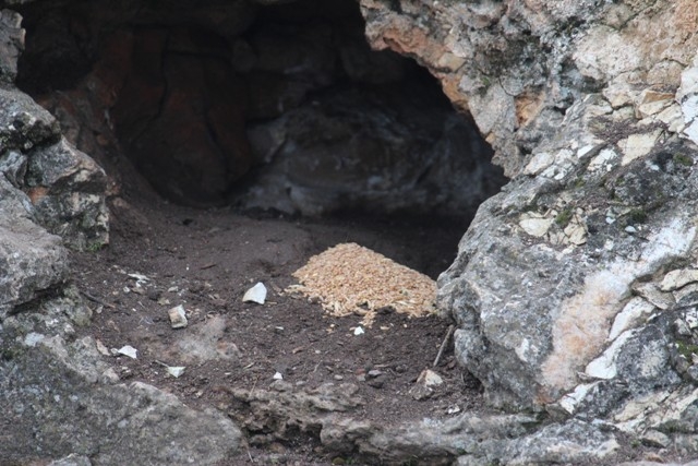 Jandarma Beyşehir Gölü adasındaki yabani tavşanlara yem bıraktı 6