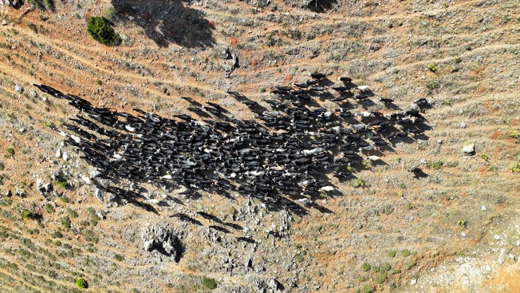 Dağ başında geçen bir ömür... Konya'da geleneklerini yaşatıyorlar 4