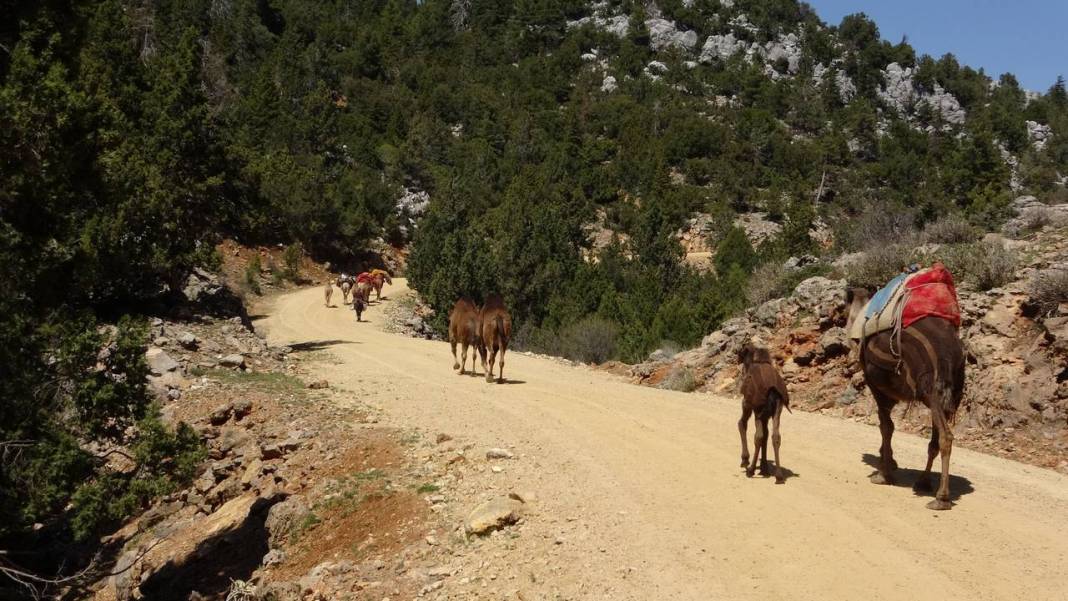 Sarıkeçili Yörüklerinin Konya yolculuğu başladı 7