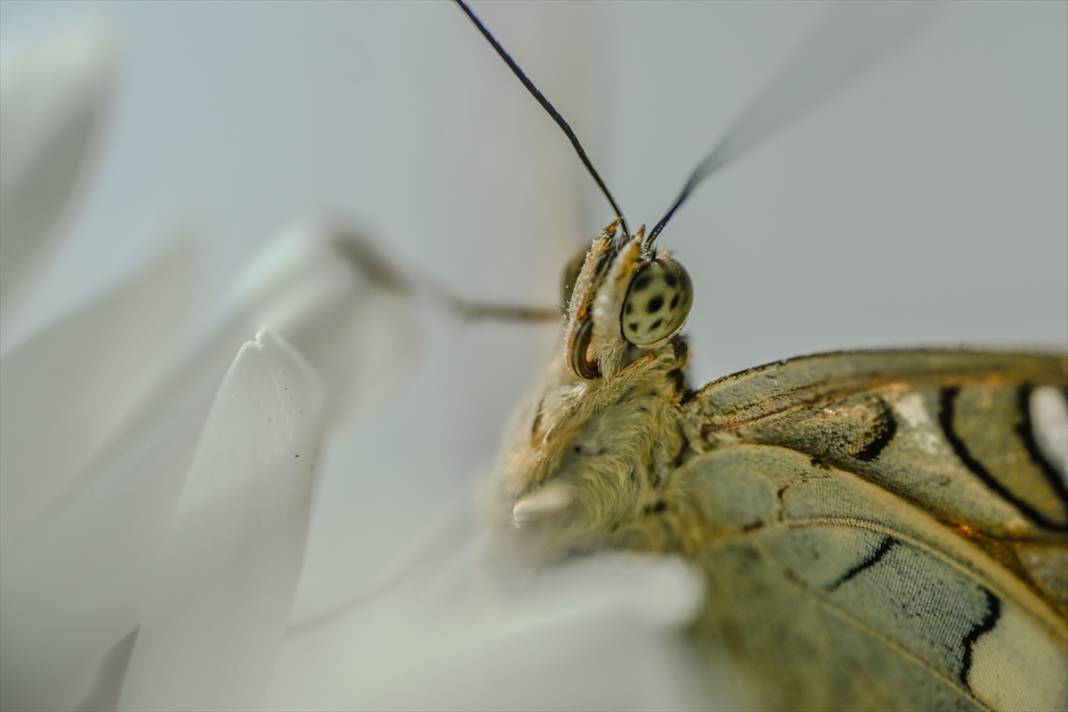 Konya'daki kelebeklerin yolculuğu... Pupa evresinde özel kutularda getiriliyor 13
