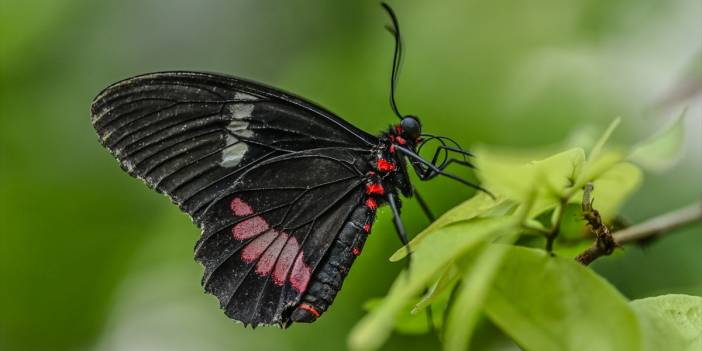 Konya'daki kelebeklerin yolculuğu... Pupa evresinde özel kutularda getiriliyor