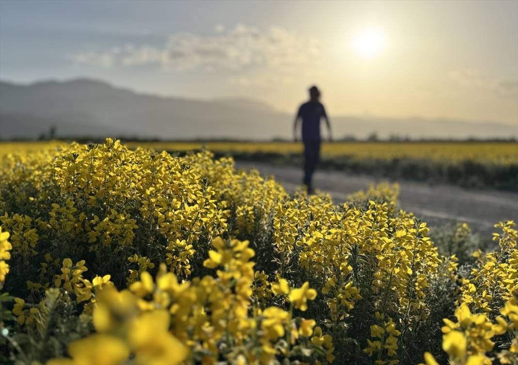 Konya'da kuruyan gölün etrafı sarıya boyandı! Koparana büyük ceza var 1