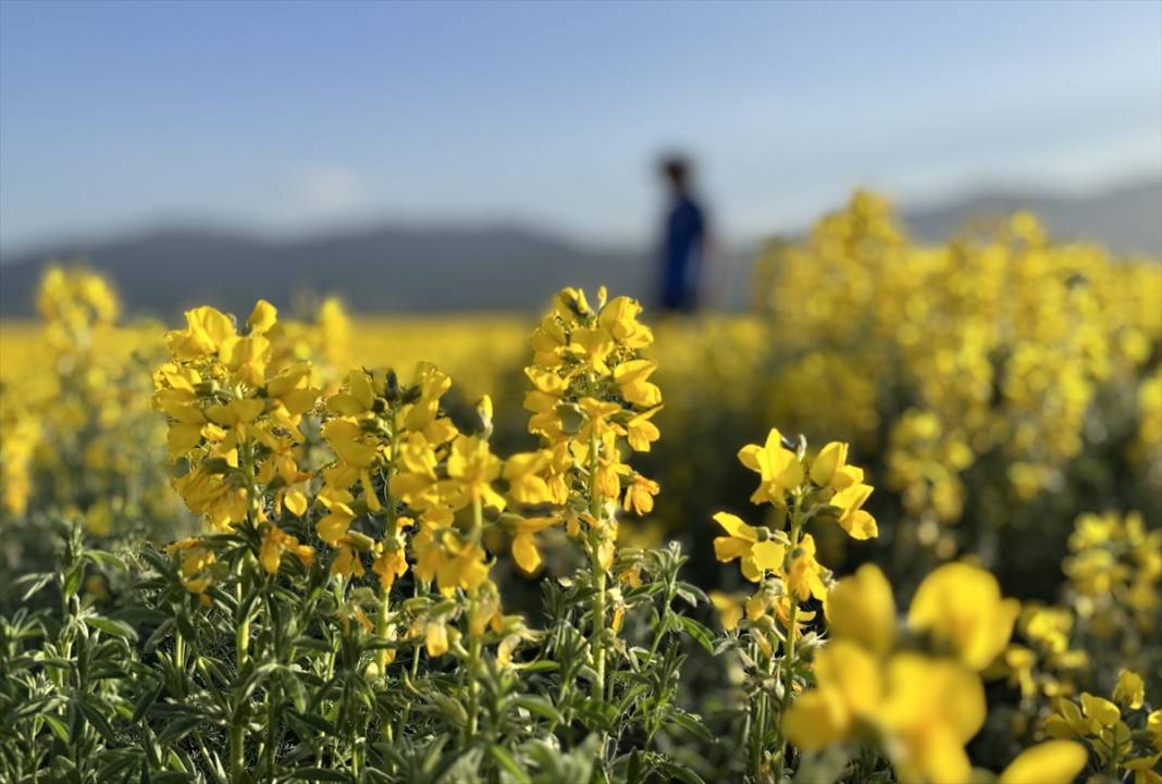 Konya'da kuruyan gölün etrafı sarıya boyandı! Koparana büyük ceza var 2