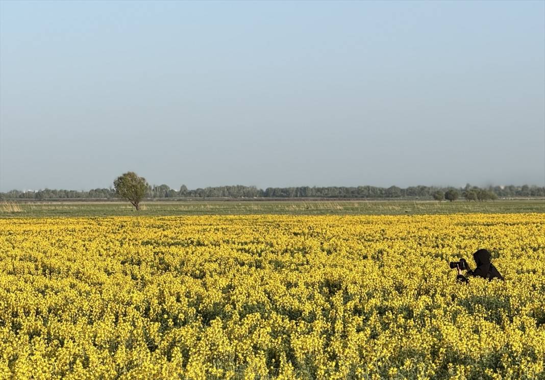 Konya'da kuruyan gölün etrafı sarıya boyandı! Koparana büyük ceza var 3