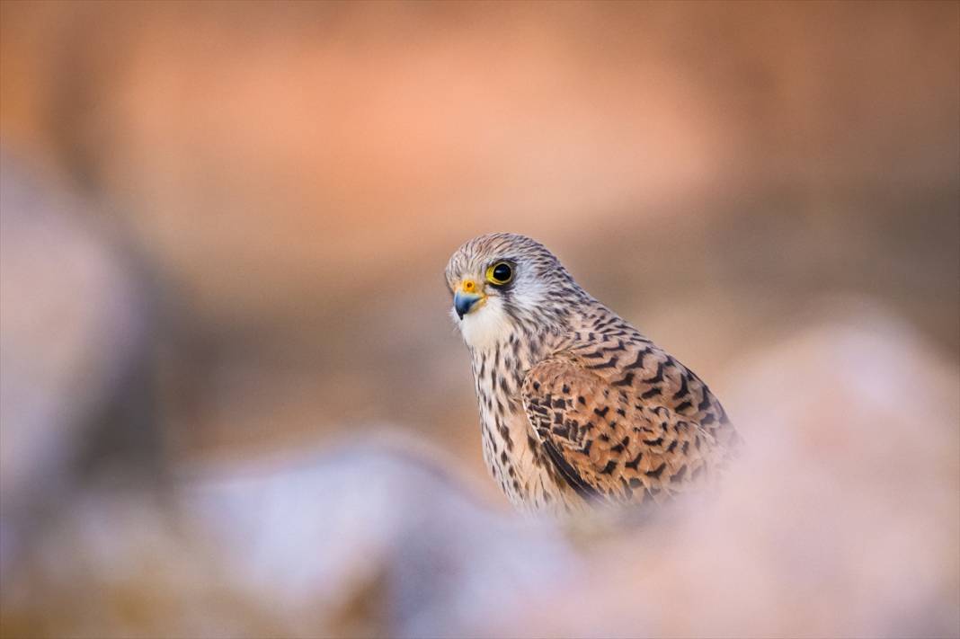 Konya'da yaban hayatı 1