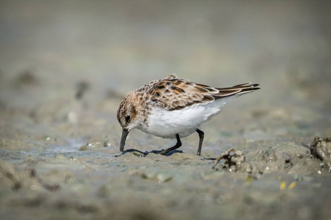Konya'da yaban hayatı 2