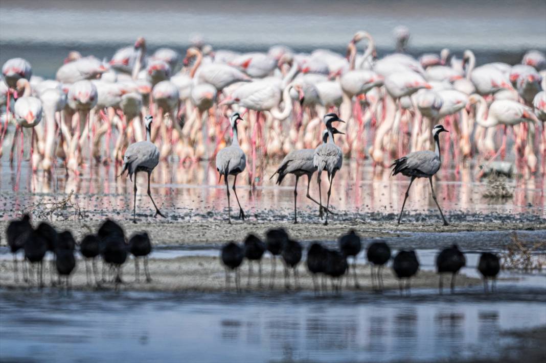Konya'da yaban hayatı 3