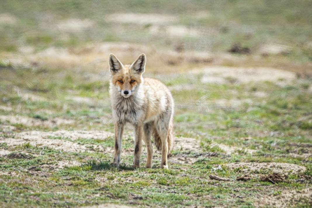 Konya'da yaban hayatı 4