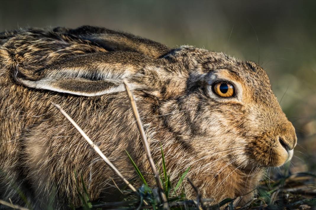 Konya'da yaban hayatı 5