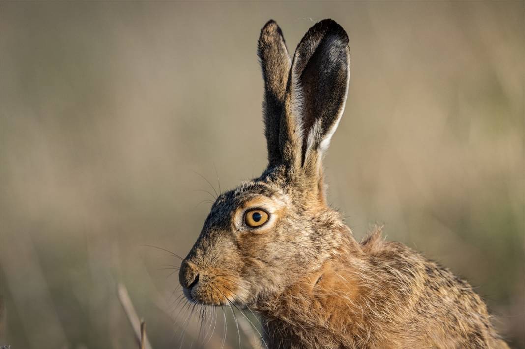 Konya'da yaban hayatı 6