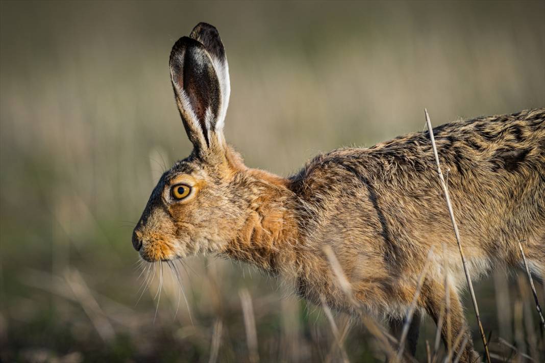 Konya'da yaban hayatı 7