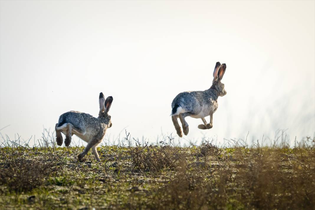 Konya'da yaban hayatı 8