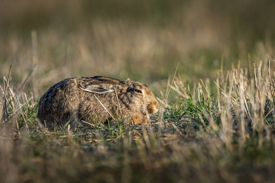 Konya'da yaban hayatı 9