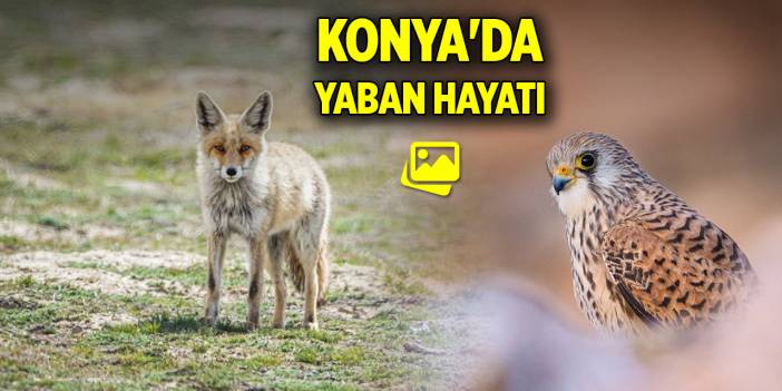 Konya'da yaban hayatı