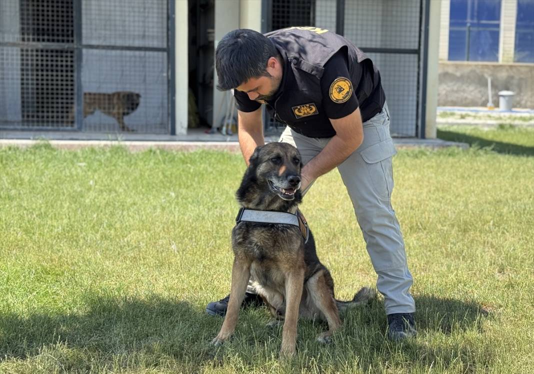 Görevini tamamlayan bomba arama köpeği Konya'da hayatına devam edecek 5