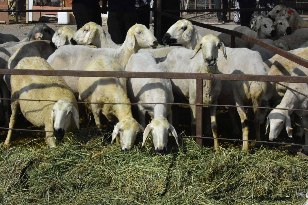 Konya'da izinsiz kurban pazarında, kaçak ve hijyenik olmayan kesim 8