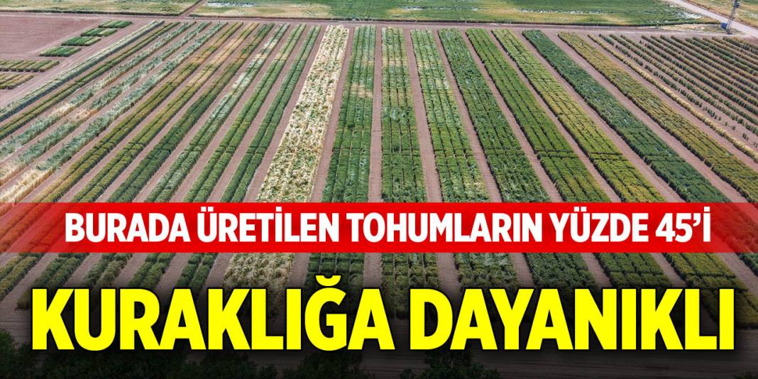 Burada üretilen tohumların yüzde 45’i kuraklığa dayanıklı 1