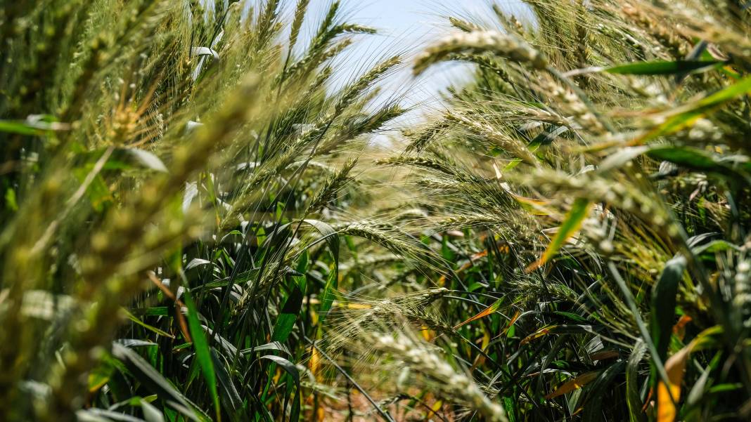 Burada üretilen tohumların yüzde 45’i kuraklığa dayanıklı 2
