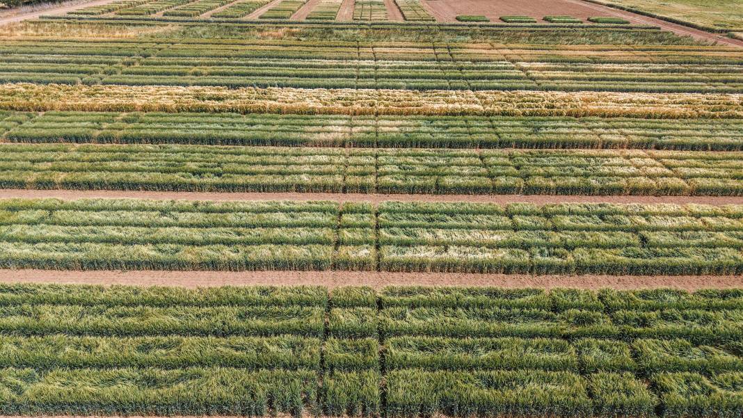 Burada üretilen tohumların yüzde 45’i kuraklığa dayanıklı 3