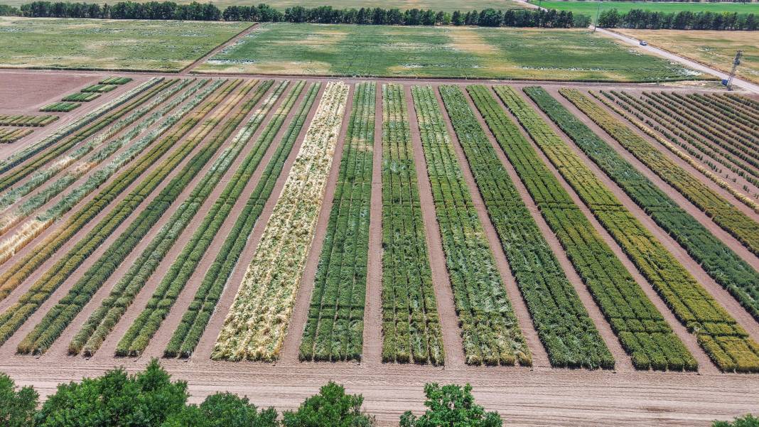 Burada üretilen tohumların yüzde 45’i kuraklığa dayanıklı 7