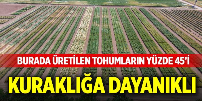 Burada üretilen tohumların yüzde 45’i kuraklığa dayanıklı