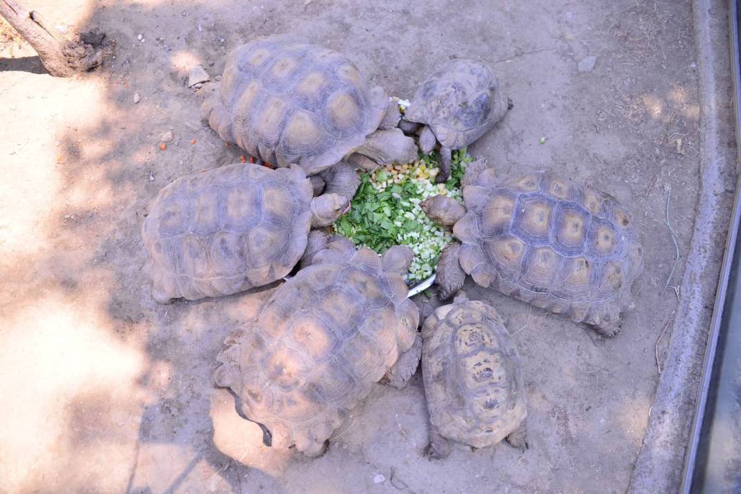 Özenle bakılıyor... Kaplumbağalara serpme kahvaltı 1