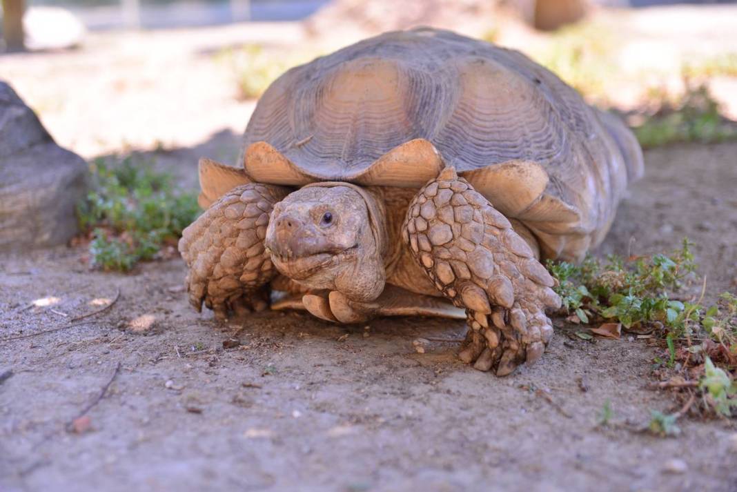 Özenle bakılıyor... Kaplumbağalara serpme kahvaltı 2