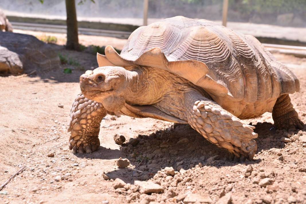 Özenle bakılıyor... Kaplumbağalara serpme kahvaltı 3
