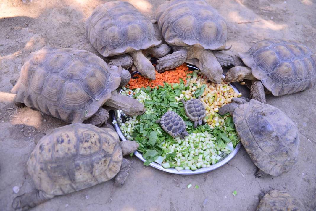 Özenle bakılıyor... Kaplumbağalara serpme kahvaltı 4