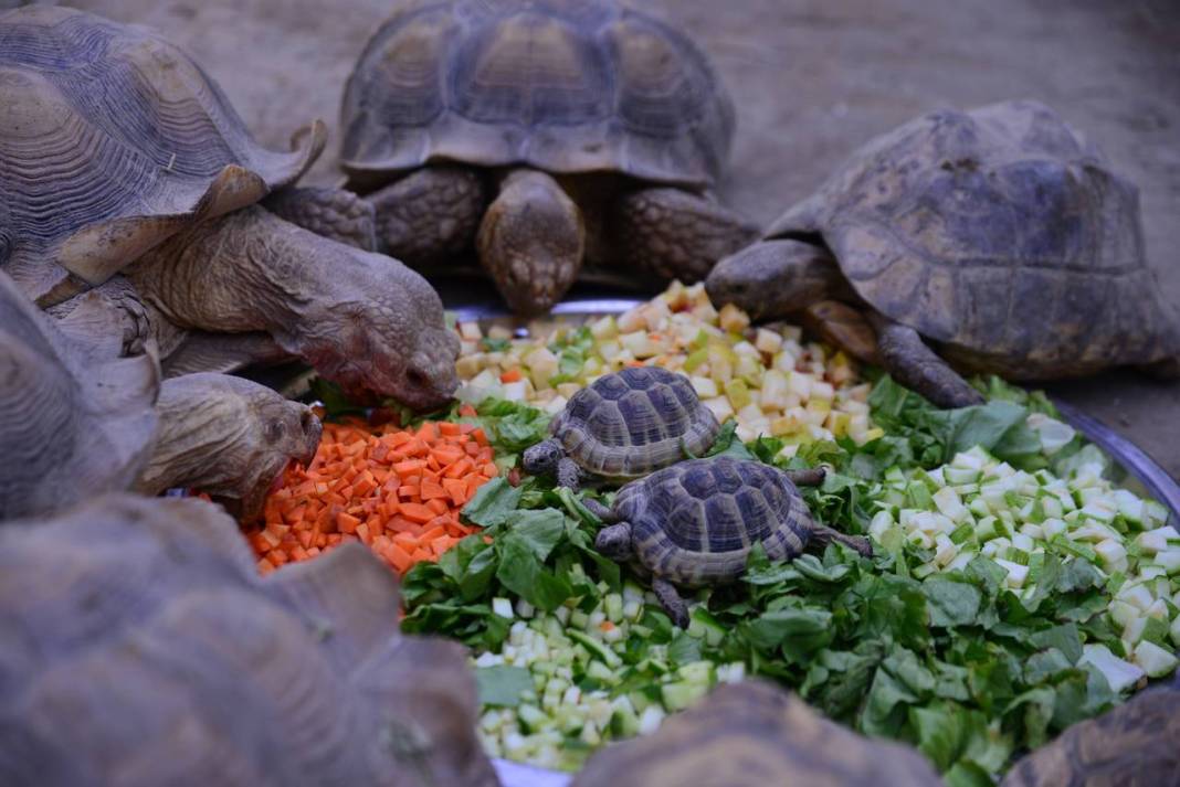Özenle bakılıyor... Kaplumbağalara serpme kahvaltı 5