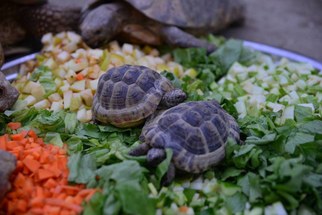 Özenle bakılıyor... Kaplumbağalara serpme kahvaltı 7
