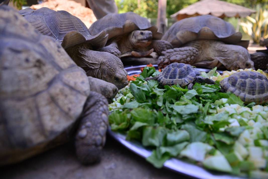 Özenle bakılıyor... Kaplumbağalara serpme kahvaltı 8