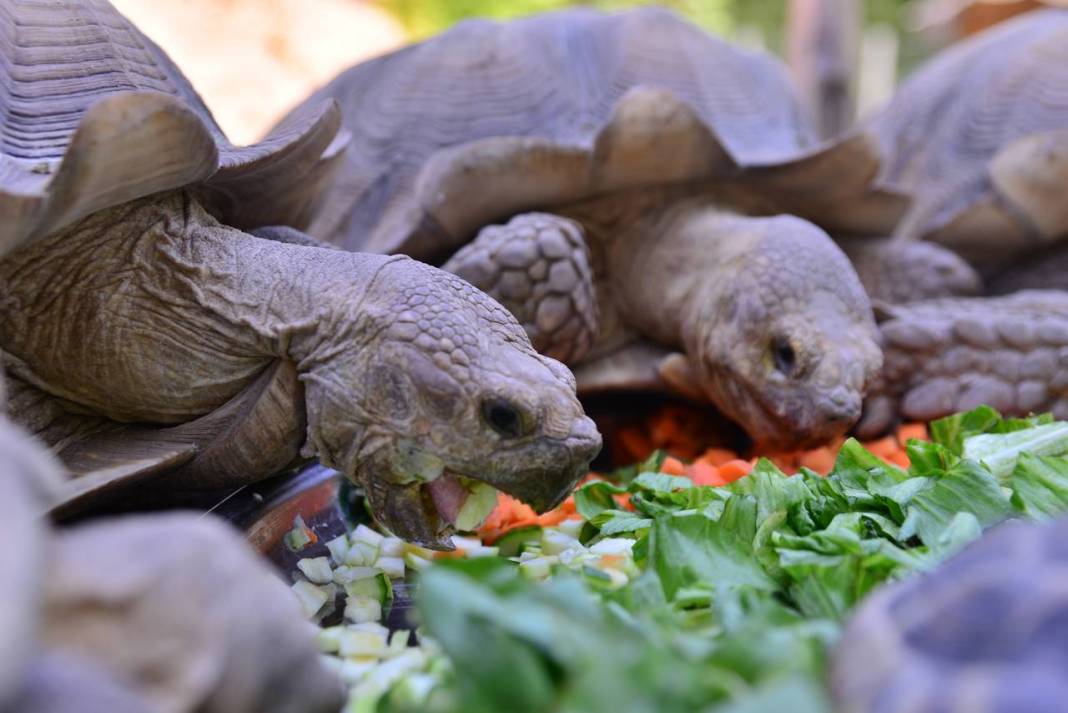 Özenle bakılıyor... Kaplumbağalara serpme kahvaltı 9