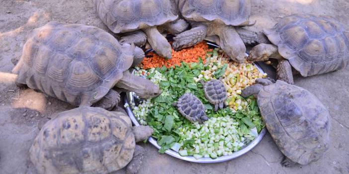 Özenle bakılıyor... Kaplumbağalara serpme kahvaltı
