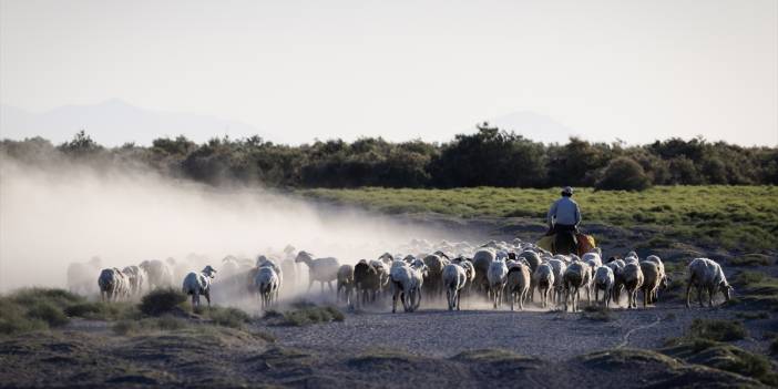 Konya’da besiciler koyunlarını akşam serinliğinde otlatıyor