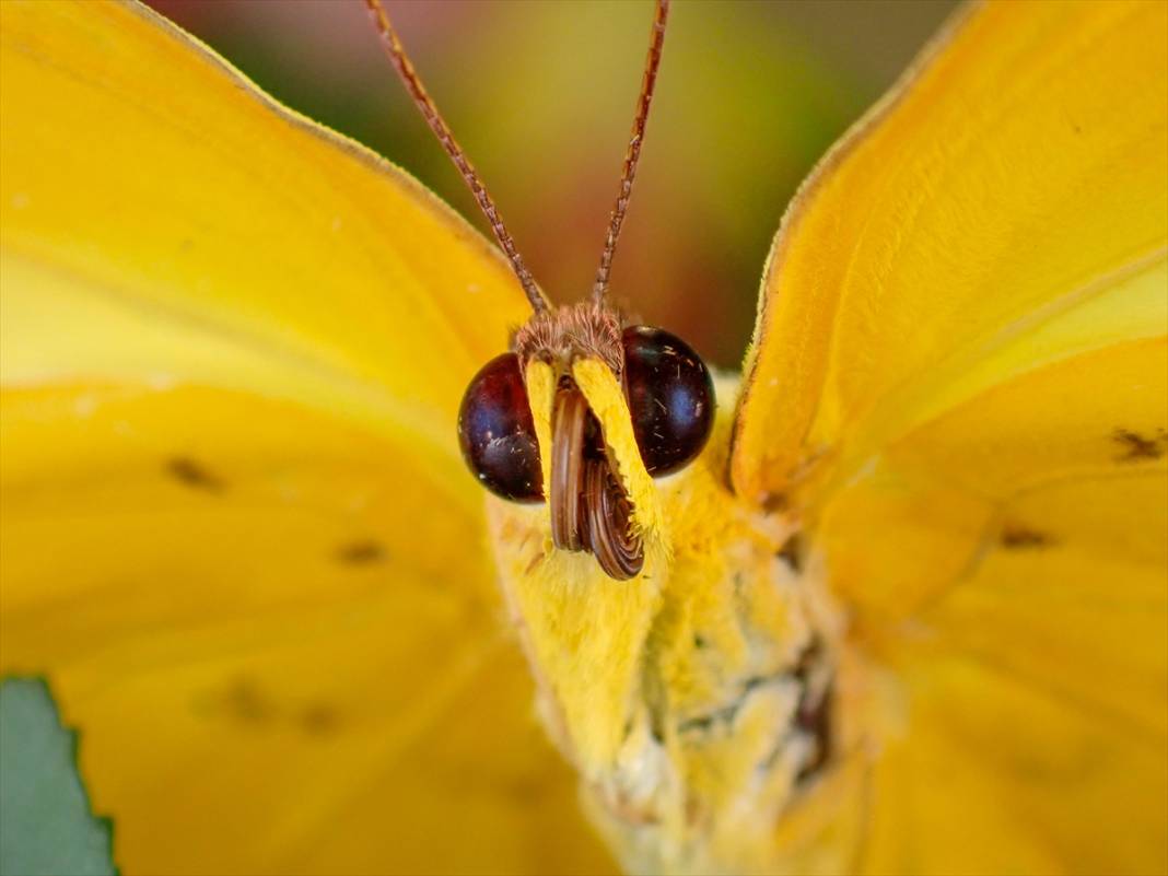 Konya'da 40 türde binlerce kelebeğe ev sahipliği yapan Tropikal Kelebek Bahçesinin sakinleri 1