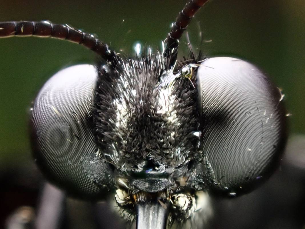 Konya'da 40 türde binlerce kelebeğe ev sahipliği yapan Tropikal Kelebek Bahçesinin sakinleri 10