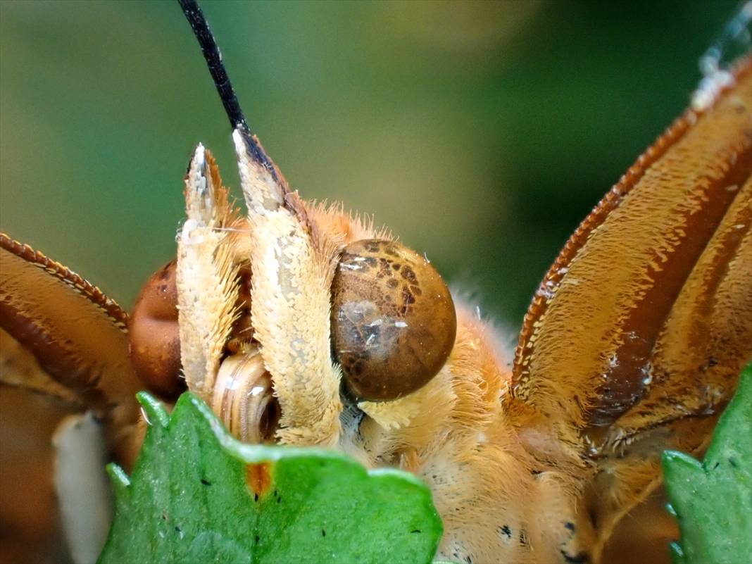 Konya'da 40 türde binlerce kelebeğe ev sahipliği yapan Tropikal Kelebek Bahçesinin sakinleri 11