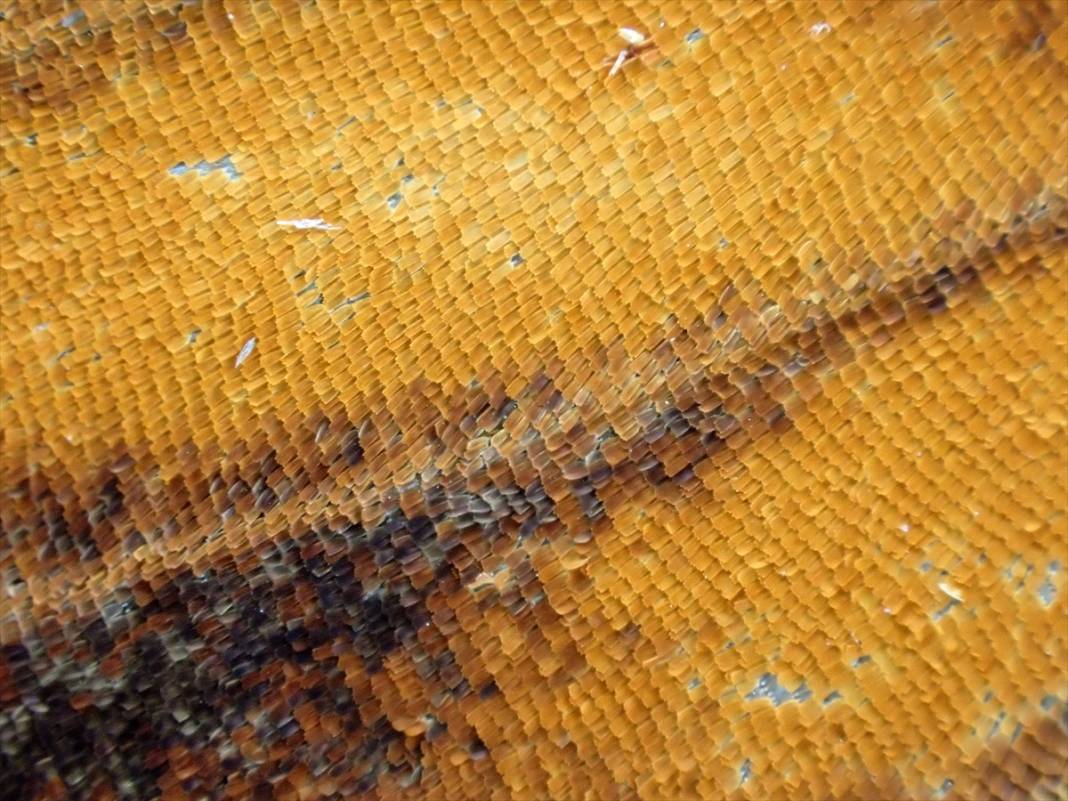 Konya'da 40 türde binlerce kelebeğe ev sahipliği yapan Tropikal Kelebek Bahçesinin sakinleri 12