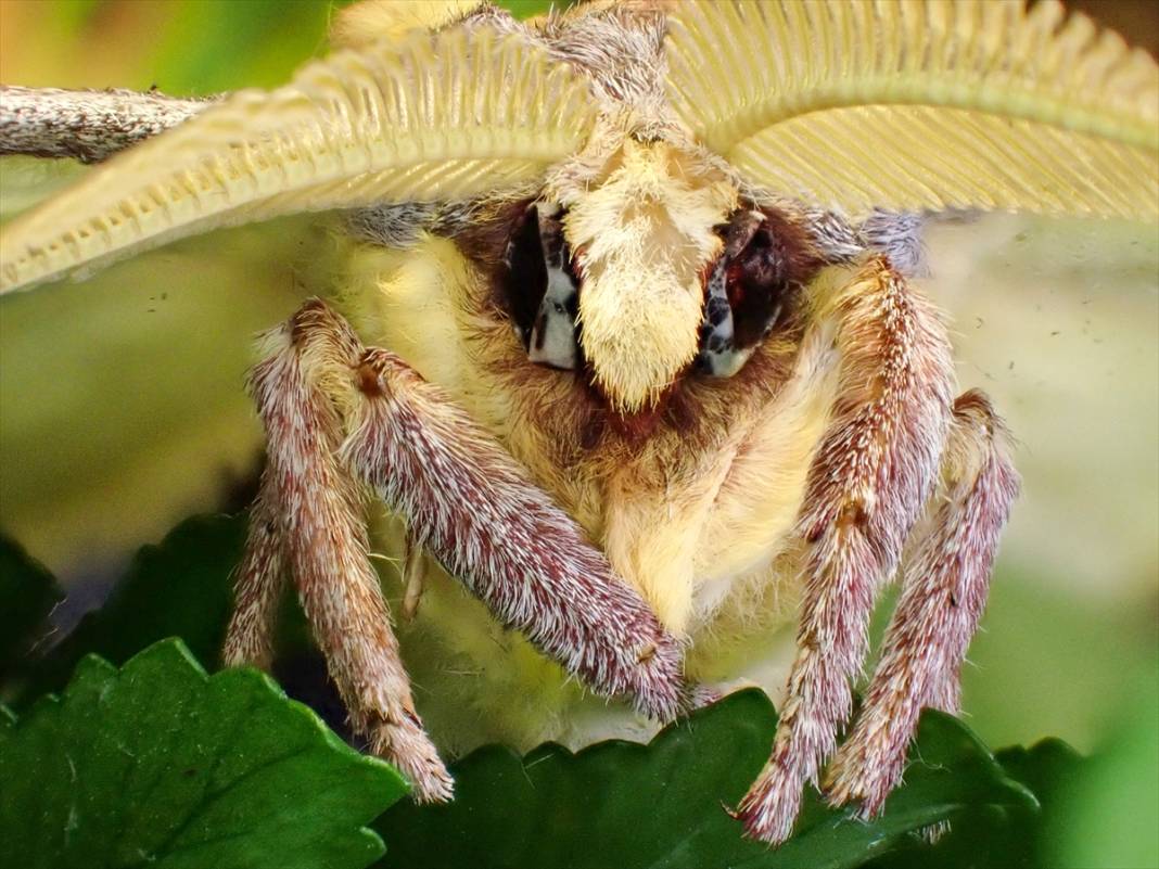 Konya'da 40 türde binlerce kelebeğe ev sahipliği yapan Tropikal Kelebek Bahçesinin sakinleri 13
