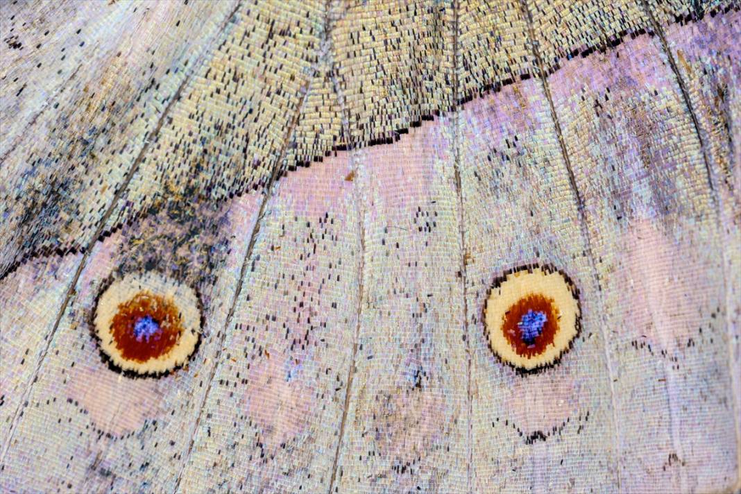 Konya'da 40 türde binlerce kelebeğe ev sahipliği yapan Tropikal Kelebek Bahçesinin sakinleri 14