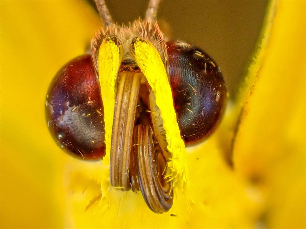 Konya'da 40 türde binlerce kelebeğe ev sahipliği yapan Tropikal Kelebek Bahçesinin sakinleri 15