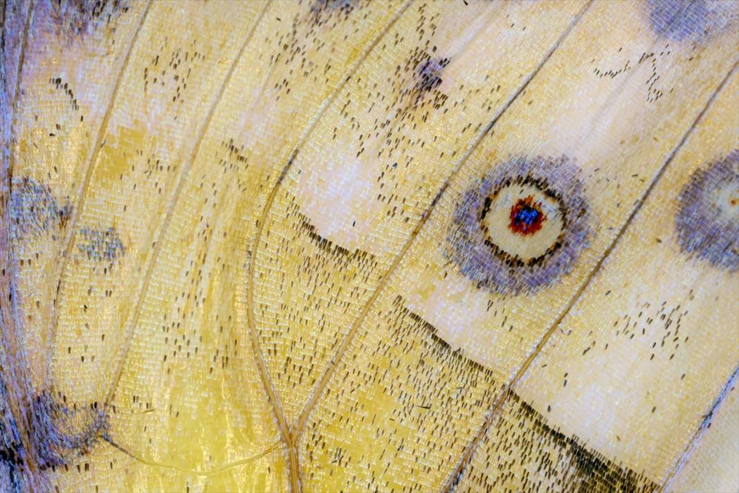 Konya'da 40 türde binlerce kelebeğe ev sahipliği yapan Tropikal Kelebek Bahçesinin sakinleri 16